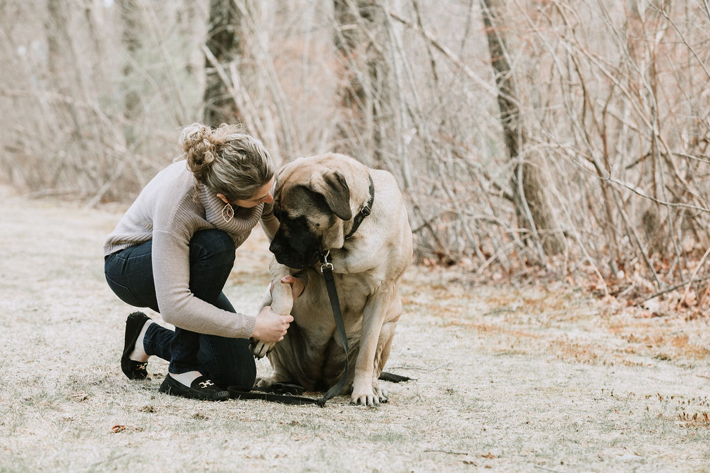 Animal Chiropractic